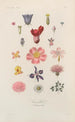 Traité de botanique générale Pl056 - François Hérincq — widok dzieła