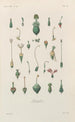 Traité de botanique générale Pl069 - François Hérincq — widok dzieła
