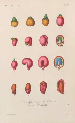 Franois Hrincq - Traite de botanique generale Pl071.webp