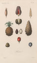 Traité de botanique générale Pl075 - François Hérincq — widok dzieła