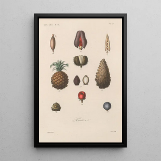 Franois Hrincq - Traite de botanique generale Pl075.webp