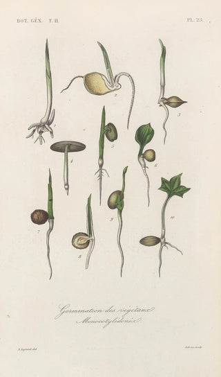 Franois Hrincq - Traite de botanique generale Pl076.webp