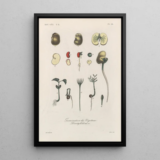 Franois Hrincq - Traite de botanique generale Pl077.webp