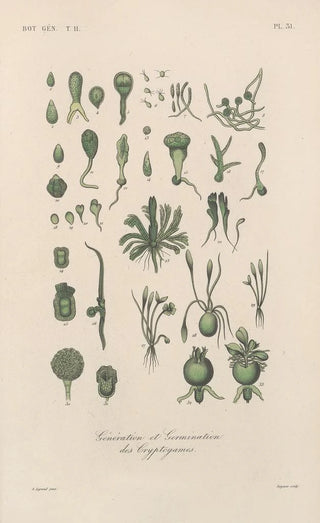 Franois Hrincq - Traite de botanique generale Pl082.webp