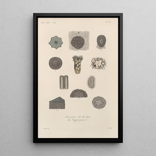 Franois Hrincq - Traite de botanique generale Pl083.webp