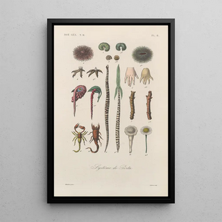 Franois Hrincq - Traite de botanique generale Pl092.webp