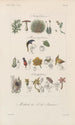 Traité de botanique générale Pl094 - François Hérincq — widok dzieła