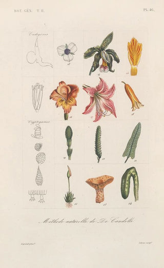 Franois Hrincq - Traite de botanique generale Pl097.webp