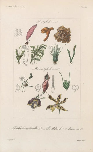 Franois Hrincq - Traite de botanique generale Pl099.webp