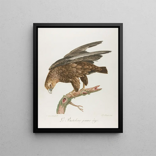 Franois Levaillant - Le bateleur jeune age.webp
