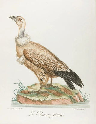 Franois Levaillant - Le chassefiente.webp