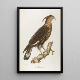 Franois Levaillant - Le huppard.webp