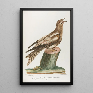 Franois Levaillant - Lengoulevent a queue fourchue.webp