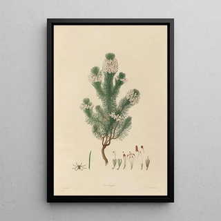 Franz Andreas Bauer - Delineations of exotick plants cultivated in the Royal gardens at Kew Pl04.webp