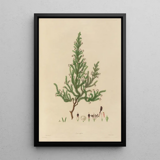 Franz Andreas Bauer - Delineations of exotick plants cultivated in the Royal gardens at Kew Pl11.webp