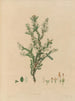 Granice roślin egzotycznych uprawianych w królewskich ogrodach w Kew, Pl. 14 - Franz Andreas Bauer — widok dzieła
