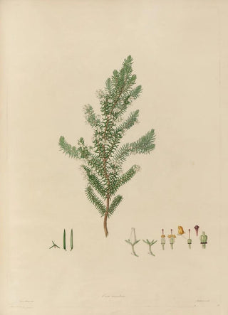 Franz Andreas Bauer - Delineations of exotick plants cultivated in the Royal gardens at Kew Pl16.webp