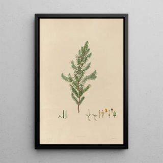 Franz Andreas Bauer - Delineations of exotick plants cultivated in the Royal gardens at Kew Pl16.webp