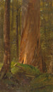 Studium w lesie Maine - Frederic Edwin Church — widok dzieła