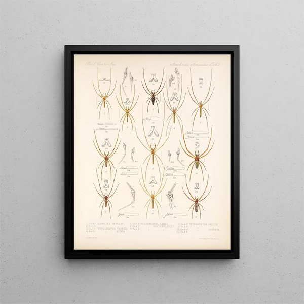 Frederick DuCane Godman - Arachnida Araneidea Pl 02.webp