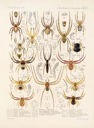Frederick DuCane Godman - Arachnida Araneidea Pl 15.webp