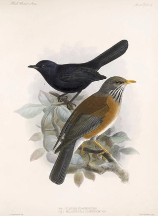 Frederick DuCane Godman - Aves Pl 03.webp