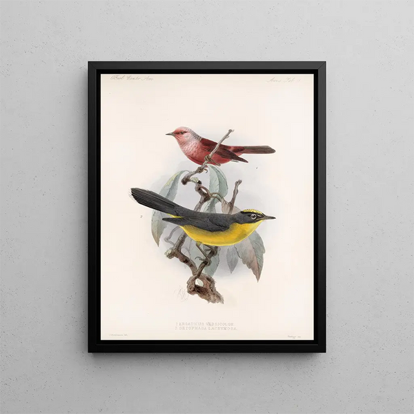 Aves Pl 11 - Frederick DuCane Godman — oprawiony obraz na ścianie