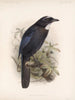 Aves Pl 35 - Frederick Du Cane Godman — widok dzieła