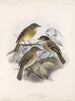 Aves Pl 41 - Frederick Du Cane Godman — widok dzieła