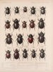Insekty Chrząszcze Pl 019 - Frederick Du Cane Godman — widok dzieła