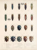 Insecta Coleoptera Pl 063 - Frederick DuCane Godman — widok dzieła