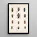 Insecta Coleoptera Pl 208 - Frederick DuCane Godman — oprawiony obraz na ścianie
