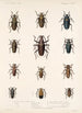 Insecta Coleoptera Pl 208 - Frederick DuCane Godman — widok dzieła