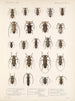 Insekty Chrząszcze Pl 214 - Frederick Du Cane Godman — widok dzieła