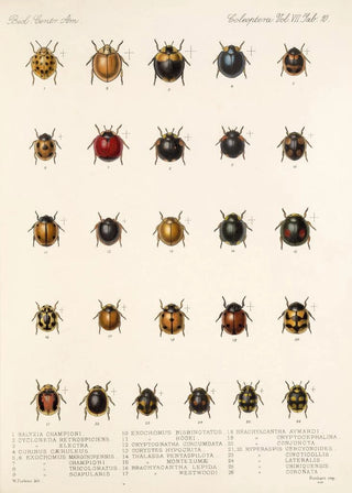 Frederick DuCane Godman - Insecta Coleoptera Pl 298.webp