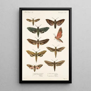 Frederick DuCane Godman - Insecta LepidopteraHeterocera Pl 001.webp