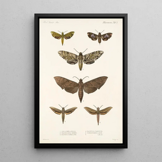 Frederick DuCane Godman - Insecta LepidopteraHeterocera Pl 002.webp