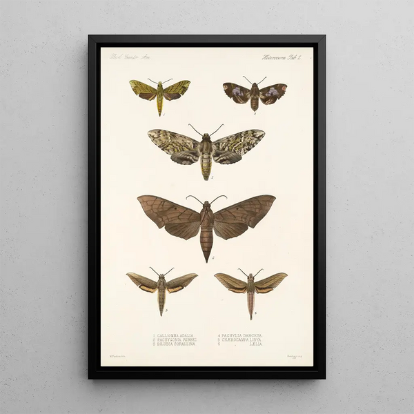 Frederick DuCane Godman - Insecta LepidopteraHeterocera Pl 002.webp