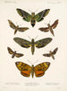 Insekty Motyle Heterocery Pl 003 - Frederick Du Cane Godman — widok dzieła