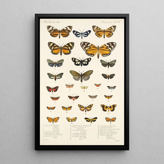 Frederick DuCane Godman - Insecta LepidopteraHeterocera Pl 012.webp