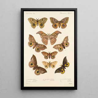 Frederick DuCane Godman - Insecta LepidopteraHeterocera Pl 017.webp