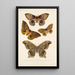 Insecta Lepidoptera Heterocera Pl 018 - Frederick DuCane Godman — oprawiony obraz na ścianie