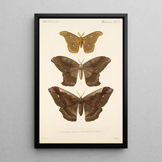 Frederick DuCane Godman - Insecta LepidopteraHeterocera Pl 019.webp