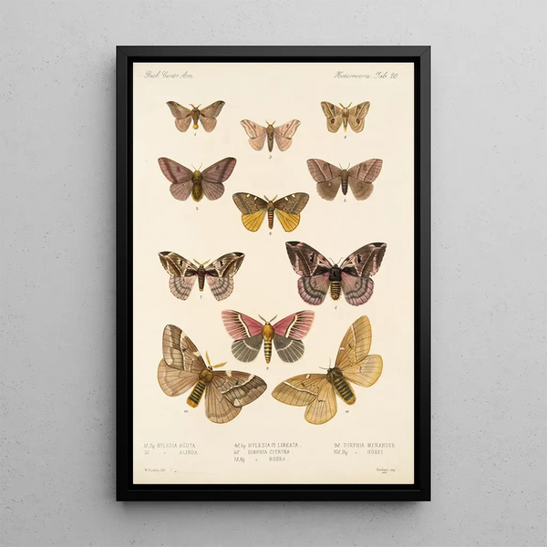 Frederick DuCane Godman - Insecta LepidopteraHeterocera Pl 020.webp