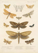 Insecta Lepidoptera Heterocera Pl 024 - Frederick DuCane Godman — widok dzieła