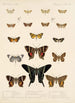 Insecta Lepidoptera Heterocera Pl 041 - Frederick DuCane Godman — widok dzieła
