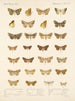 Insekty Lepidoptera Heterocera Pl 047 - Frederick Du Cane Godman — widok dzieła