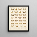 Insekty Lepidoptera Heterocera Pl 047 - Frederick Du Cane Godman — oprawiony obraz na ścianie