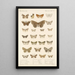 Insecta Lepidoptera Heterocera Pl 048 - Frederick DuCane Godman — oprawiony obraz na ścianie
