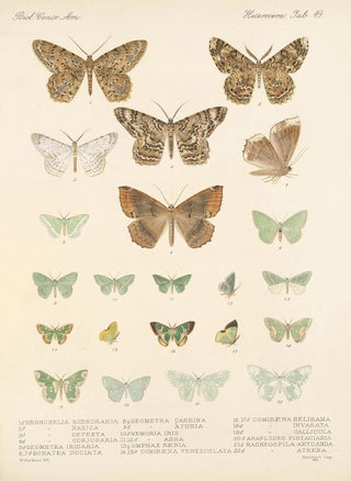 Frederick DuCane Godman - Insecta LepidopteraHeterocera Pl 049.webp